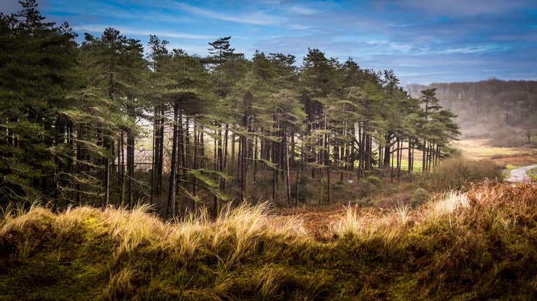 A glimpse of Burrows Cottage through the trees, South Wales